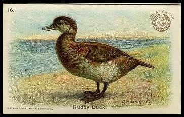 16 Ruddy Duck